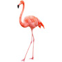 Фламинго — птица
