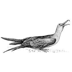 Фрегат — птица, картинка чёрно-белая