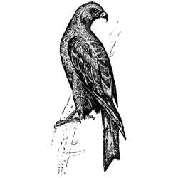 Коршун — птица, картинка чёрно-белая