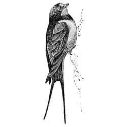 Ласточка — птица, картинка чёрно-белая
