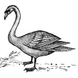 Лебедь — птица, картинка чёрно-белая