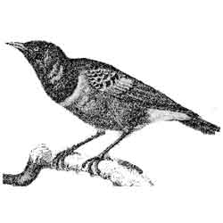 Майна — птица, картинка чёрно-белая