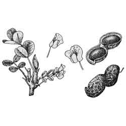 Арахис — растение, картинка чёрно-белая