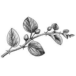 Каперс — растение, картинка чёрно-белая