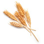Пшеница — растение