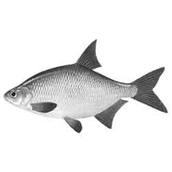 Густера — рыба, картинка чёрно-белая