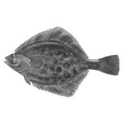 Камбала речная — рыба, картинка чёрно-белая
