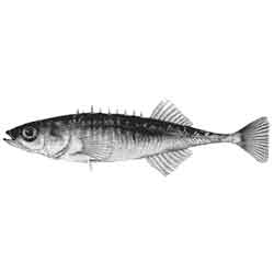 Колюшка девятииглая — рыба, картинка чёрно-белая