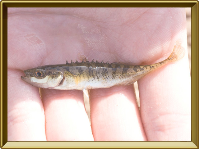 Колюшка девятииглая — рыба, фото в рамке №3