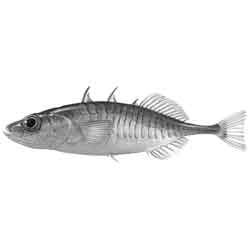 Колюшка трёхиглая — рыба, картинка чёрно-белая