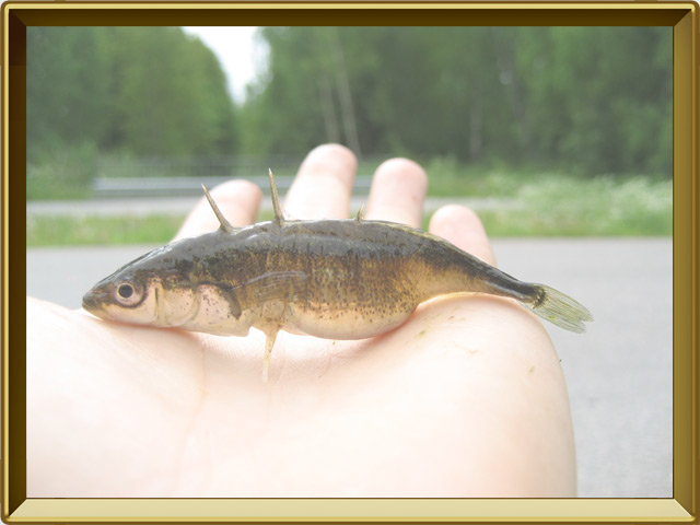Колюшка трёхиглая — рыба, фото в рамке №3