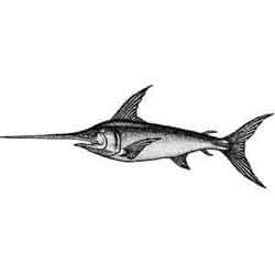 Меч-рыба — рыба, картинка чёрно-белая