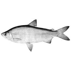Пелядь — рыба, картинка чёрно-белая