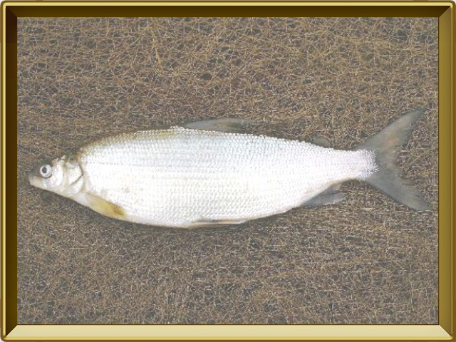 Пелядь — рыба, фото в рамке №3