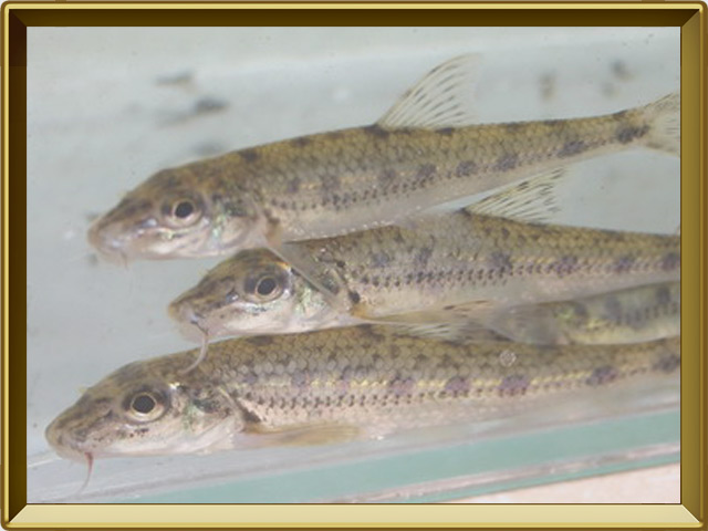 Пескарь — рыба, фото в рамке №3