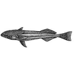 Рыба-прилипала — рыба, картинка чёрно-белая