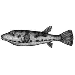 Рыба-собака — рыба, картинка чёрно-белая