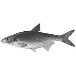 Рыбец — рыба, картинка чёрно-белая