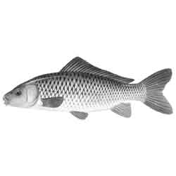 Сазан — рыба, картинка чёрно-белая