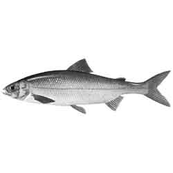 Сиг — рыба, картинка чёрно-белая