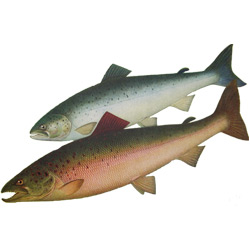 Сёмга — рыба, картинка цветная