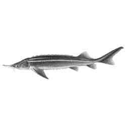 Стерлядь — рыба, картинка чёрно-белая