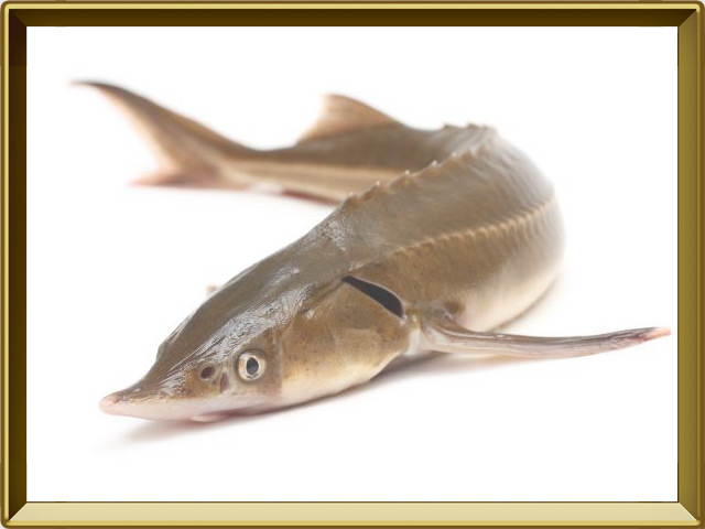 Стерлядь — рыба, фото в рамке №3